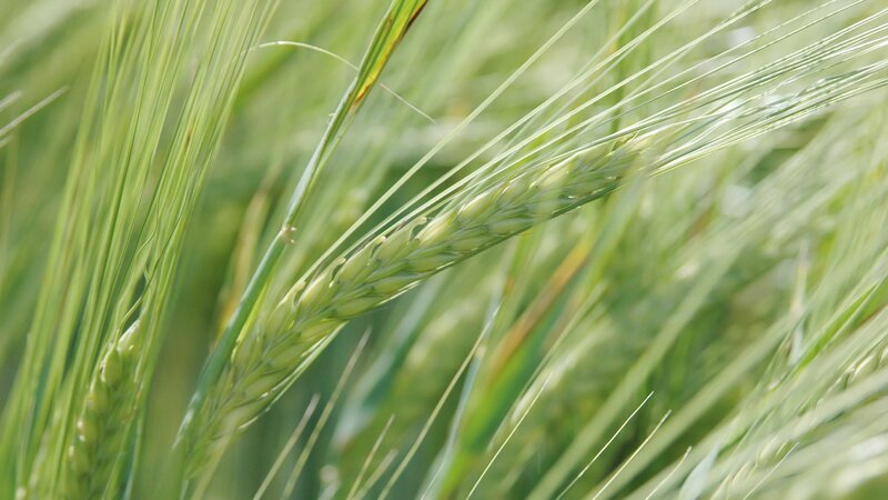 Green wheat ear in field