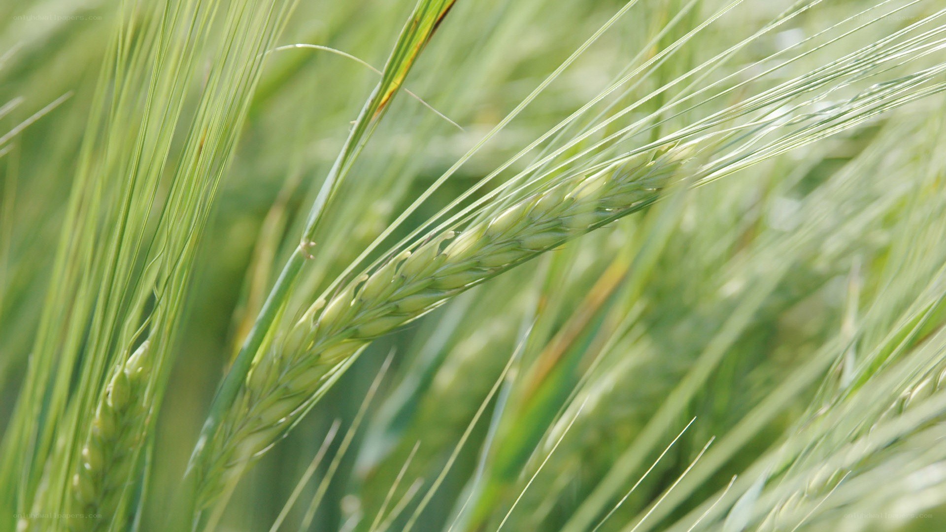 Green wheat ear in field