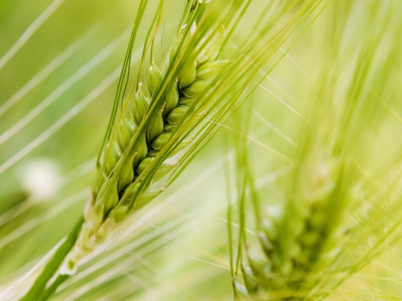 Green wheat ear in field
