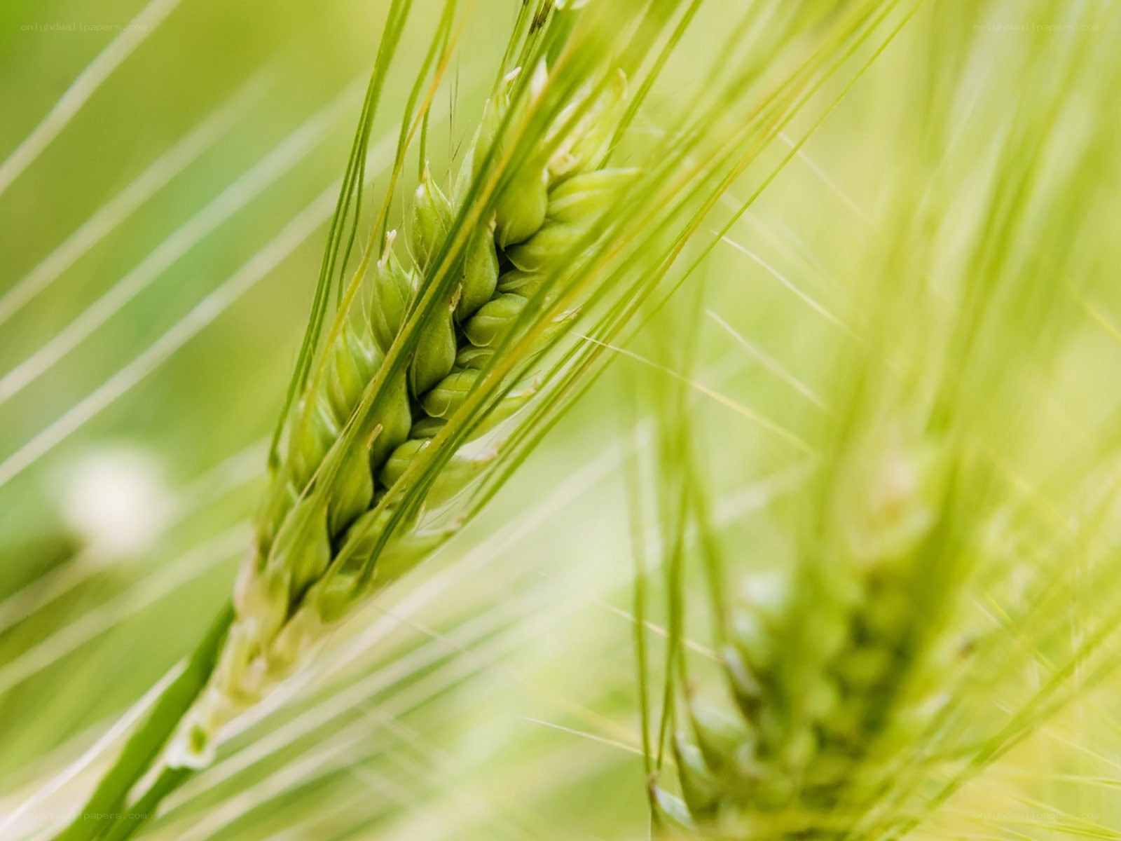 Green wheat ear in field
