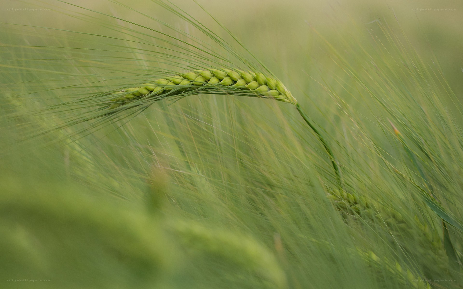 Green wheat ear in field