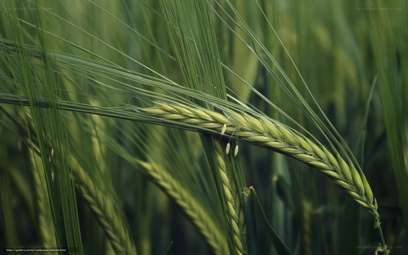 Green wheat ear in field