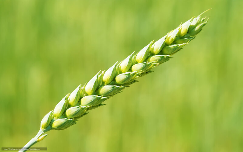 Green Wheat Ear — Serene, Afternoon, Photograph, Field