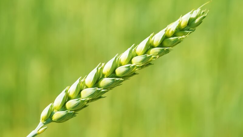Green Wheat Ear — Serene, Afternoon