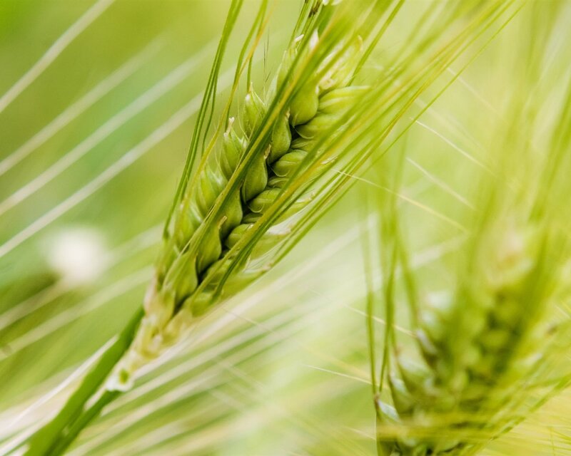 Green Wheat Ear — Serene