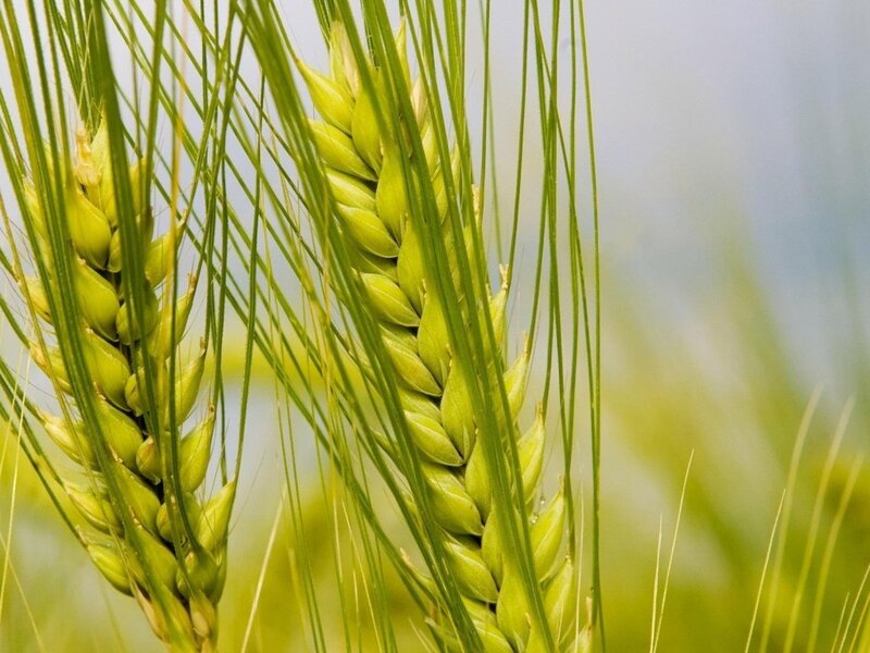 Green Wheat Ears — Calm