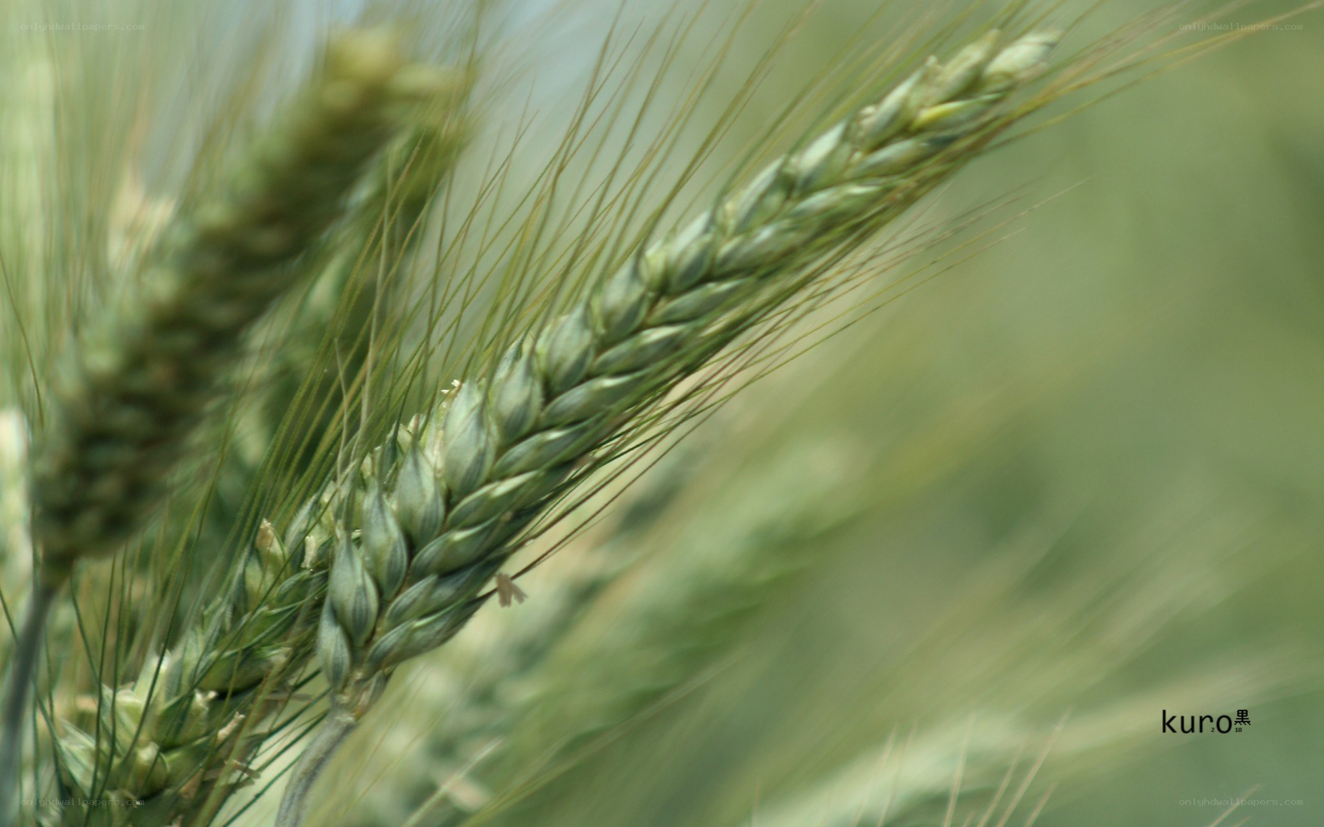 Green wheat ears in a field