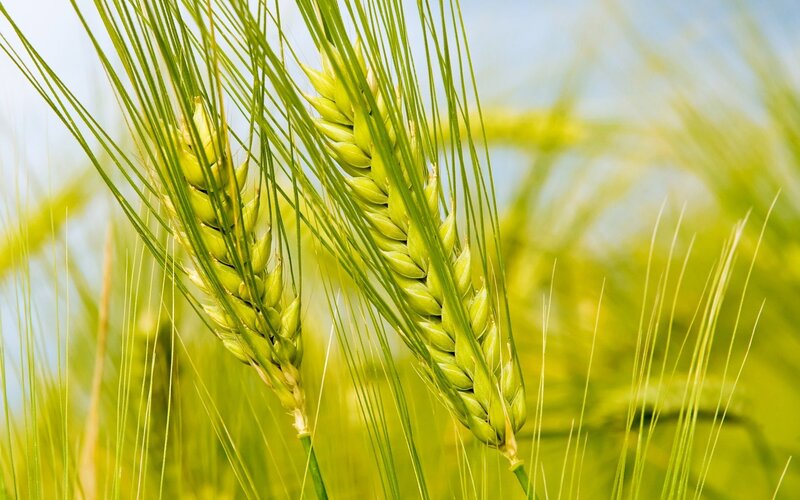 Green wheat ears in a field
