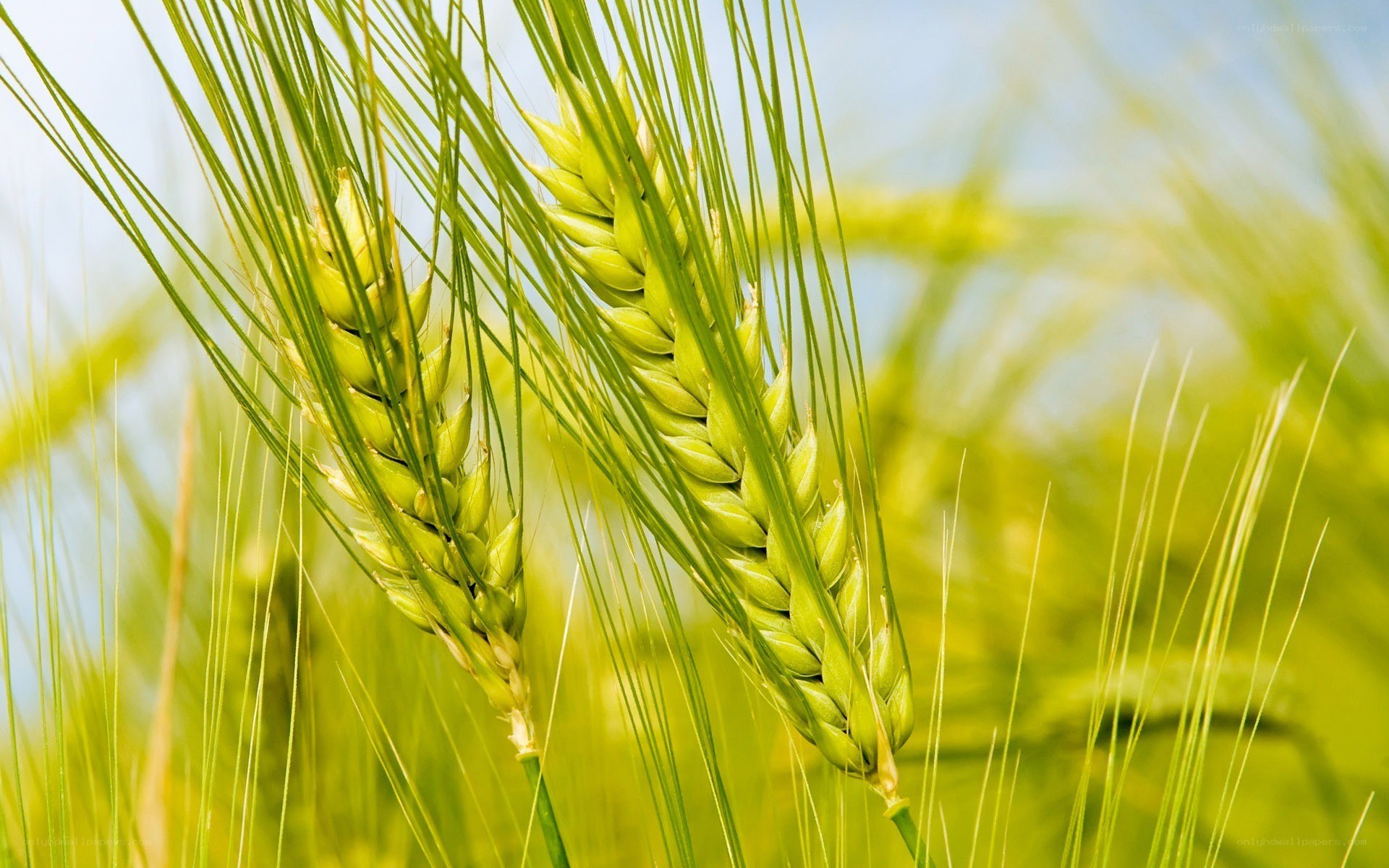 Green wheat ears in a field