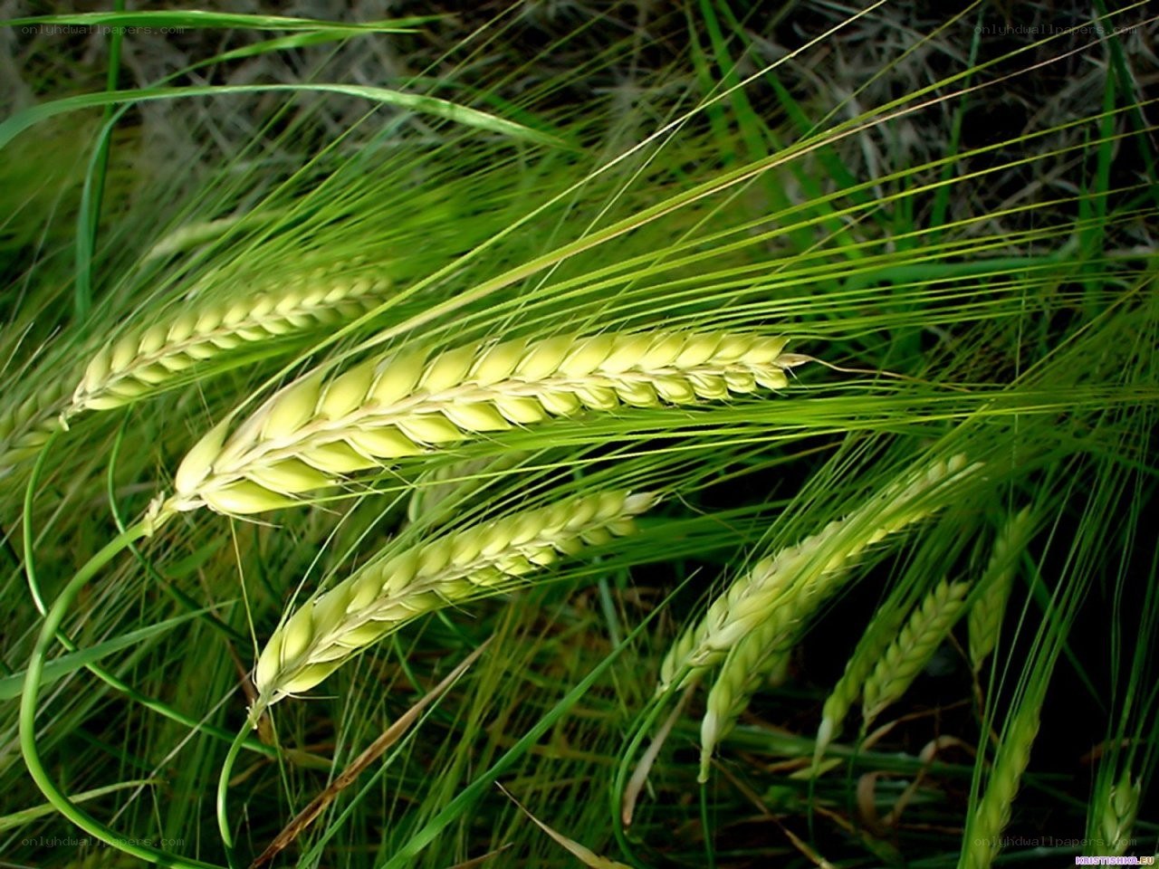 Green wheat ears in field
