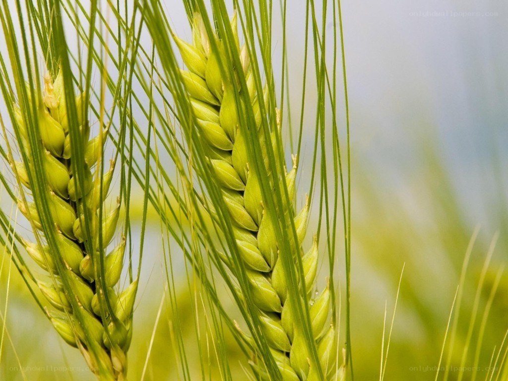 Green wheat ears in field