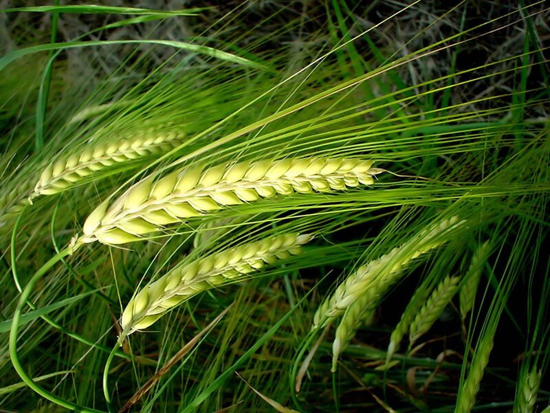 green wheat ears in field