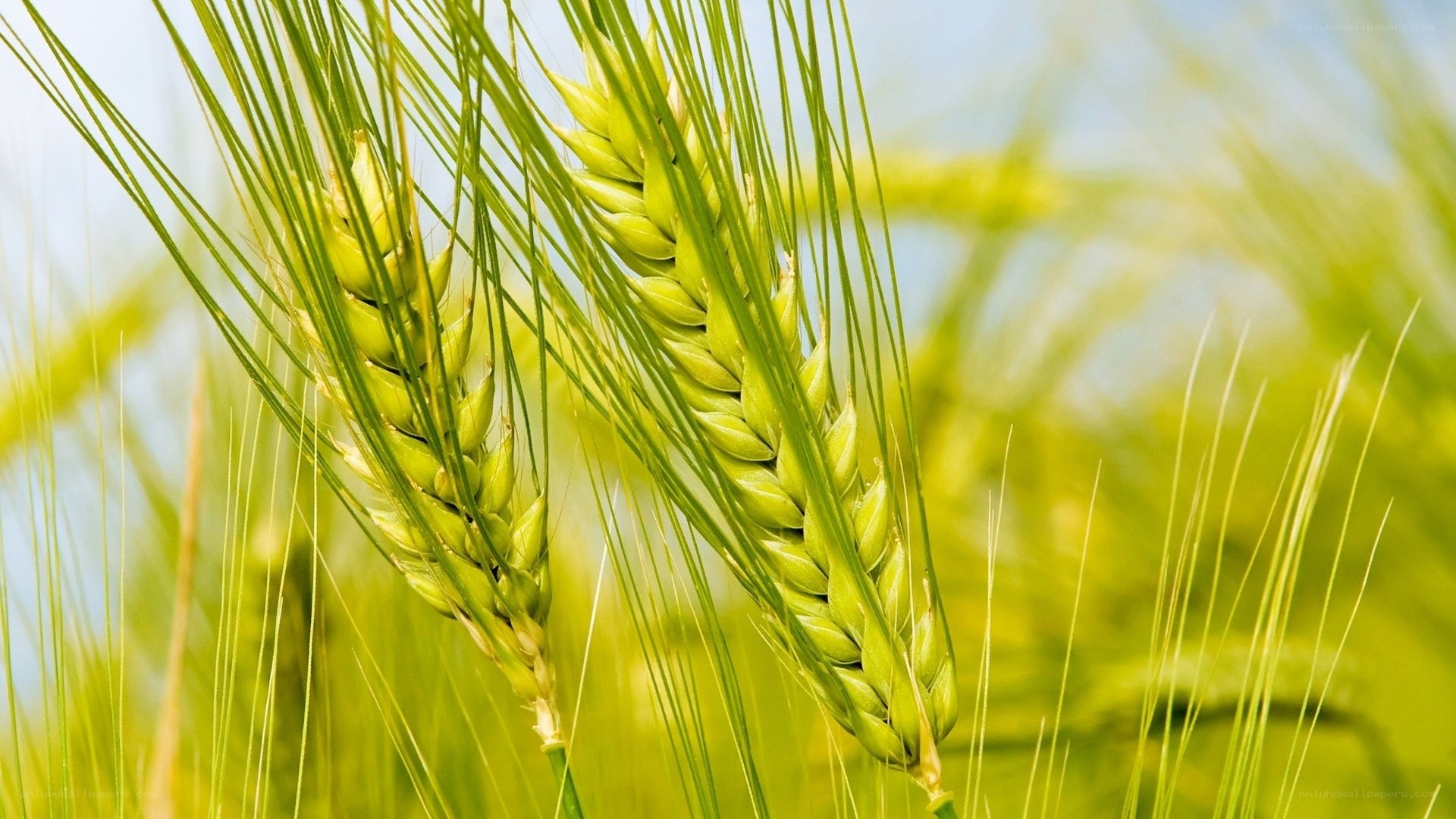 Green wheat ears in field