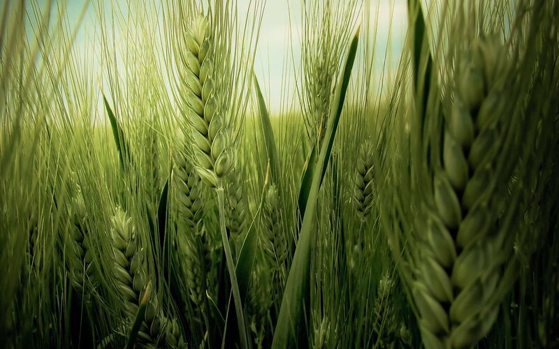 green wheat field