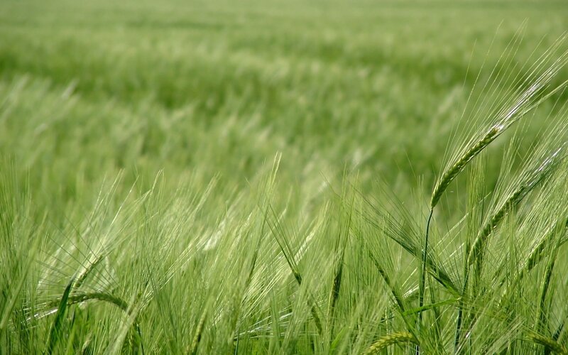 Green wheat field