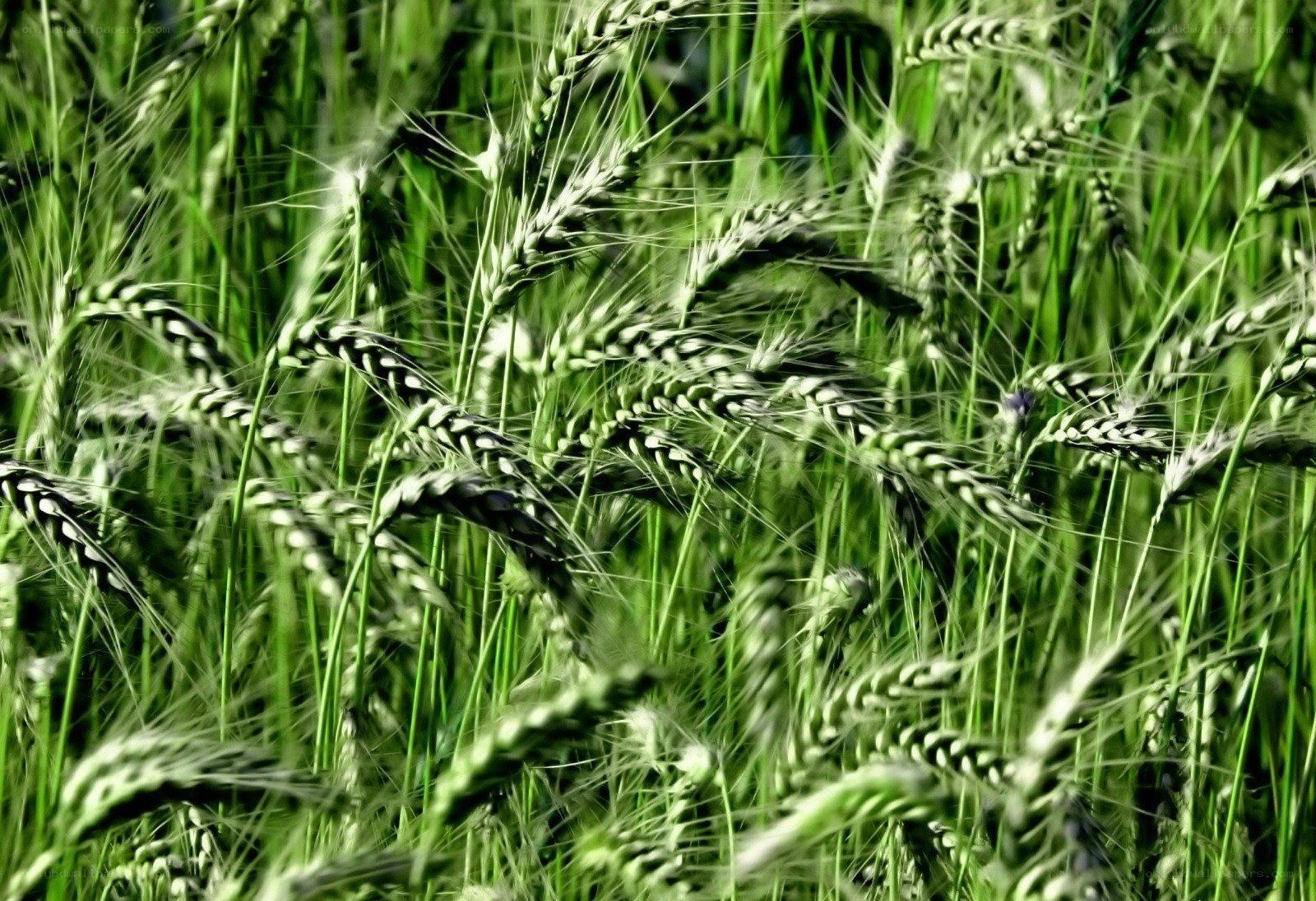 green wheat field