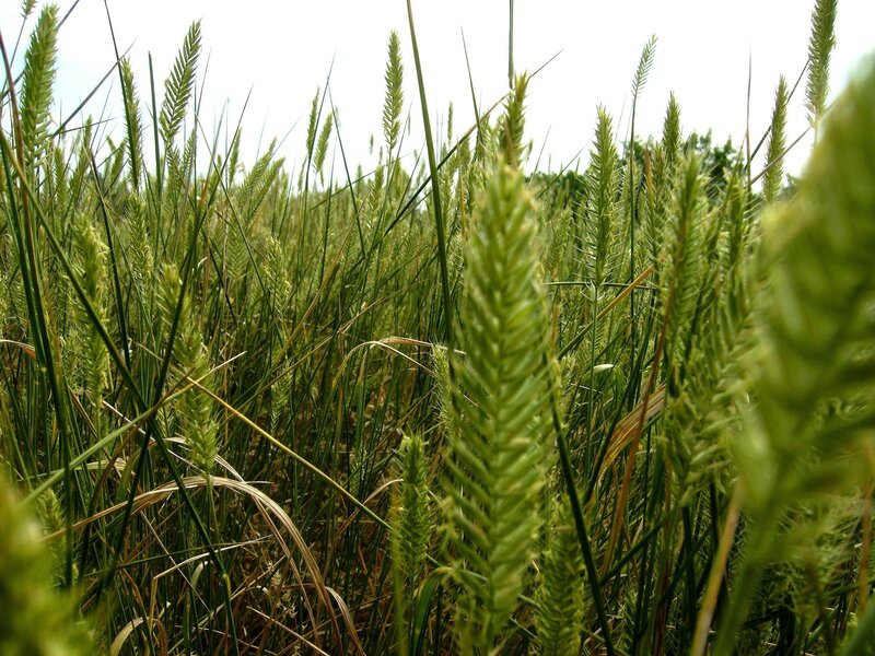 green wheat field