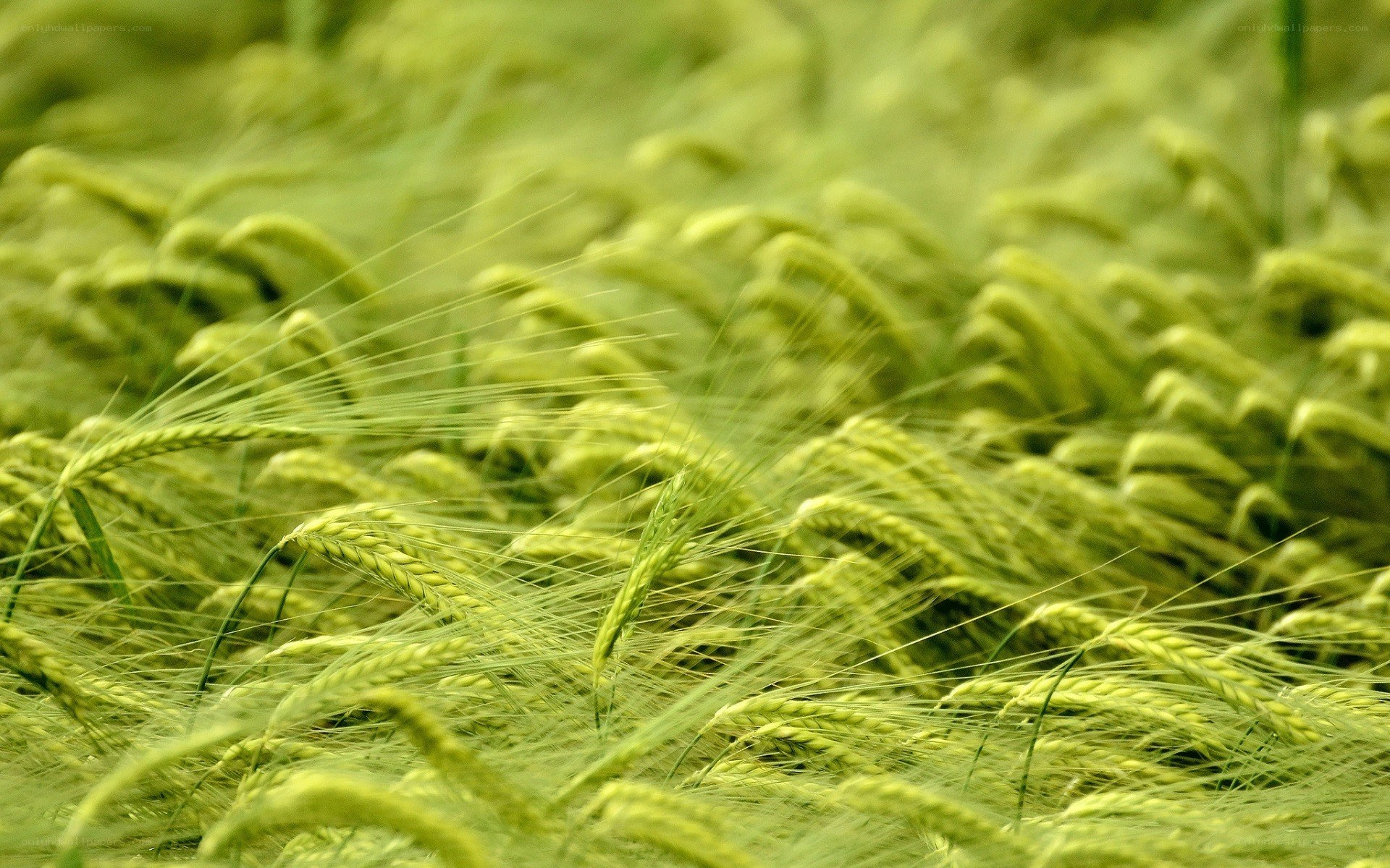 green wheat field