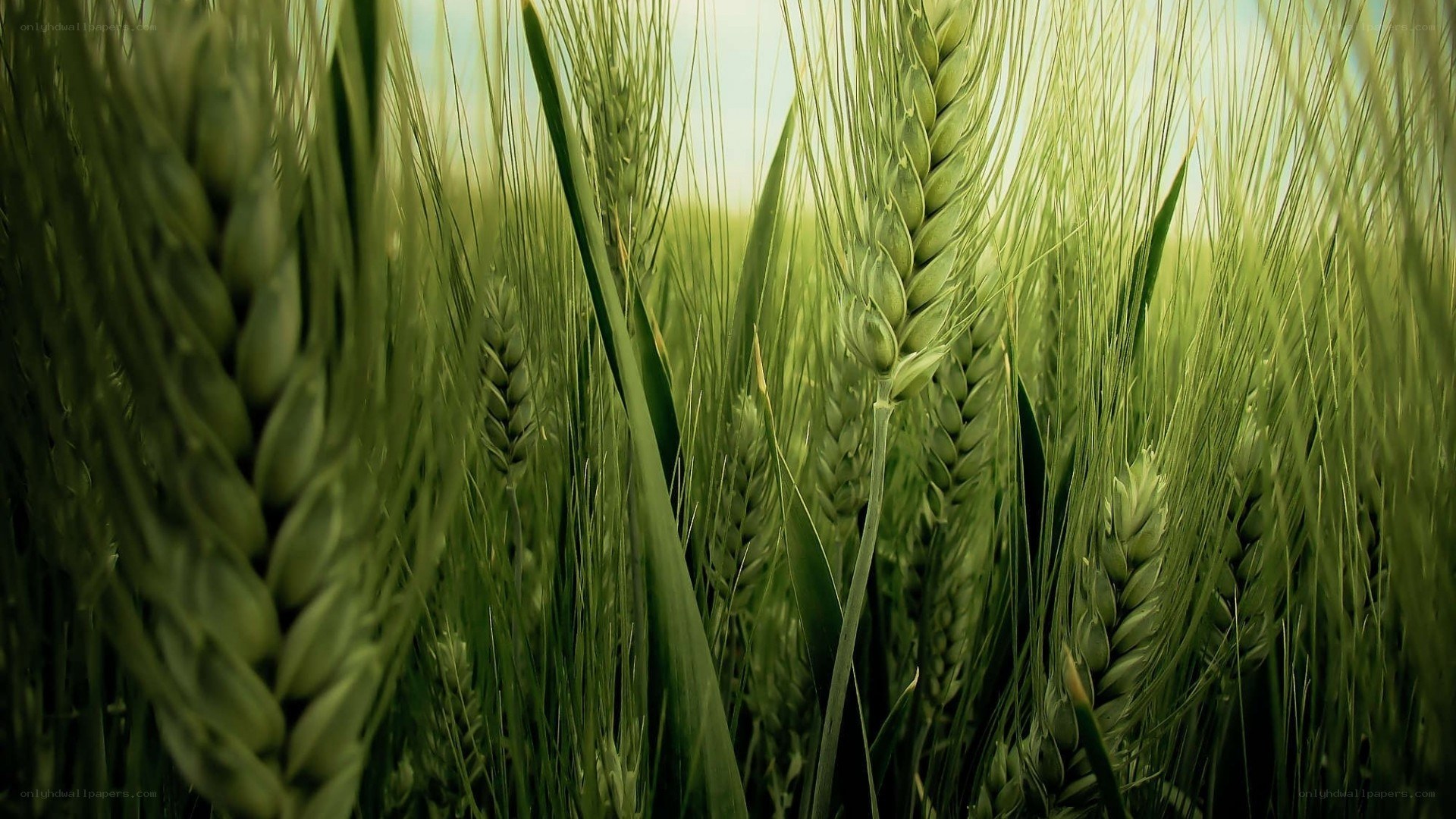green wheat field