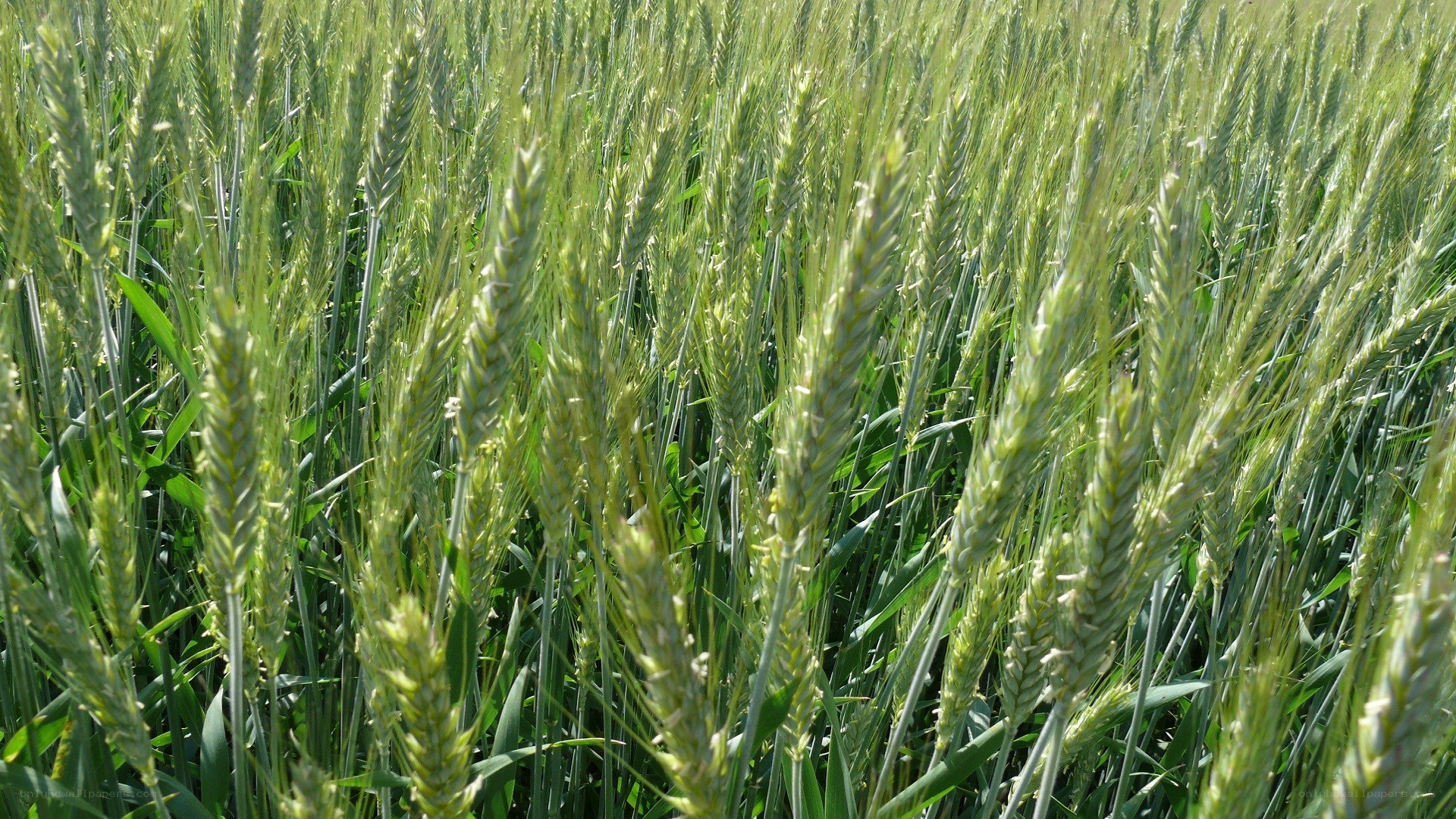 green wheat field