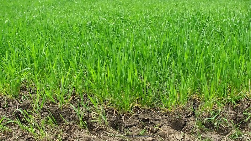 green wheat field