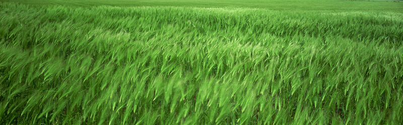 green wheat field