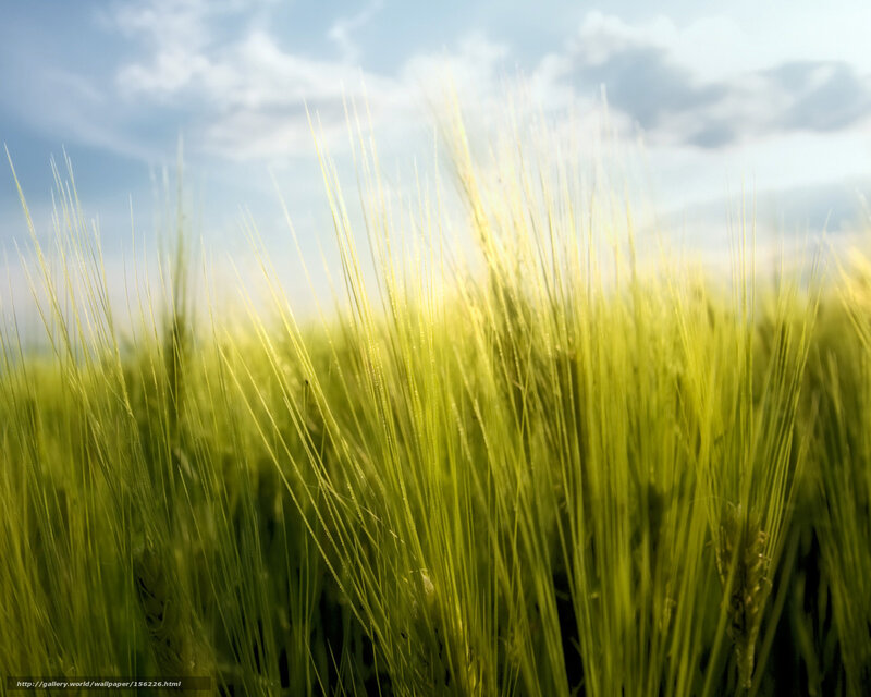 Green Wheat Field