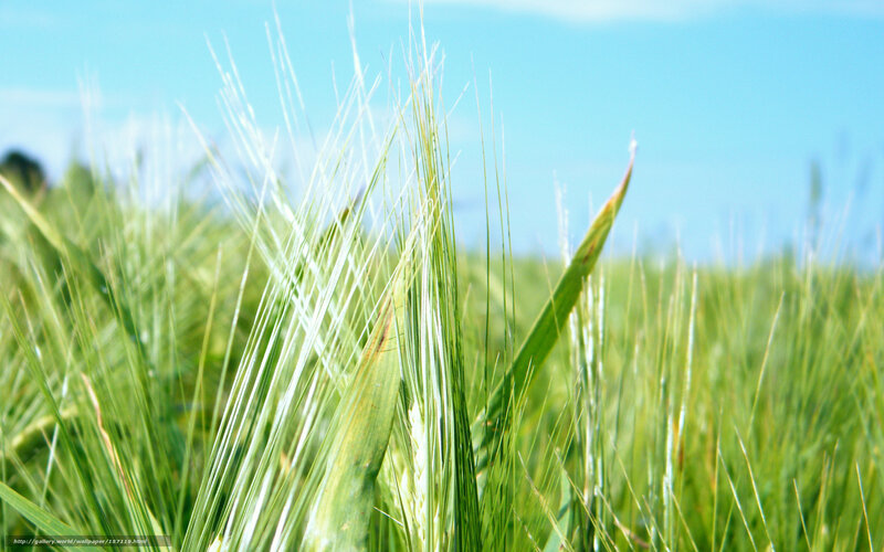 Green Wheat Field