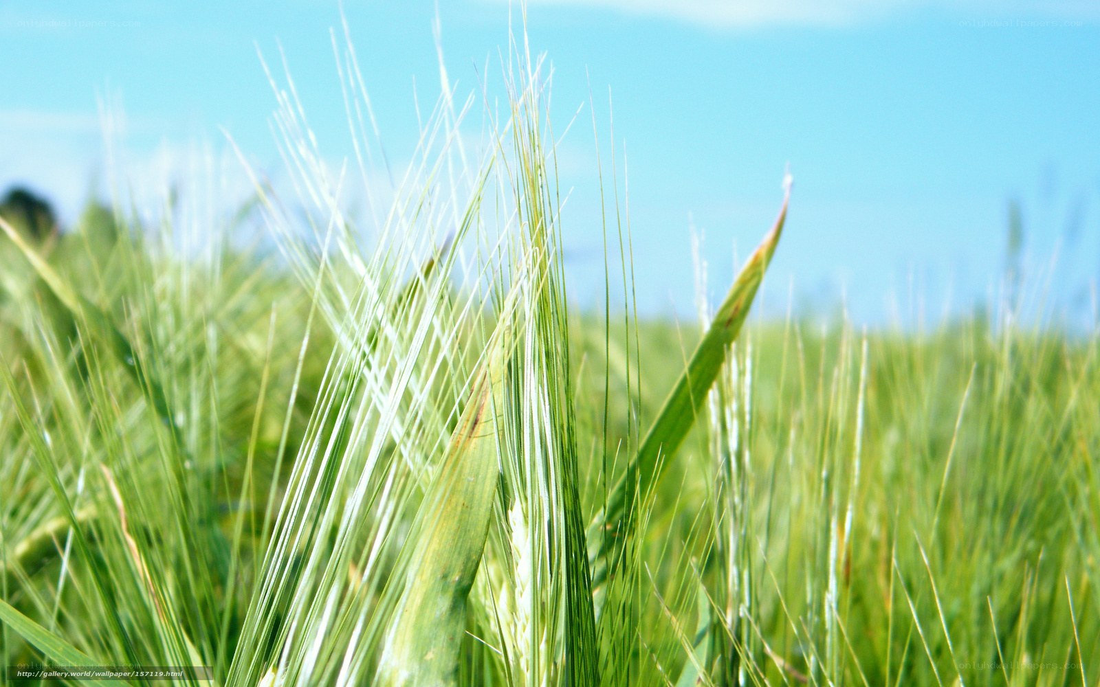 Green Wheat Field
