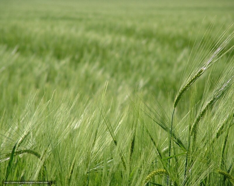 Green wheat field