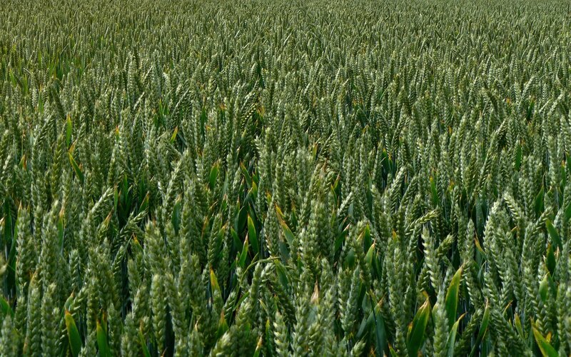 green wheat field