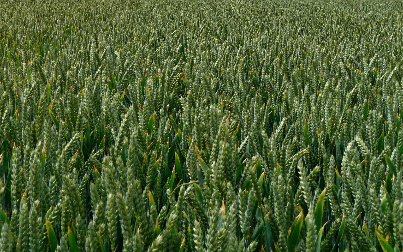 green wheat field