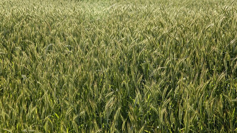 green wheat field