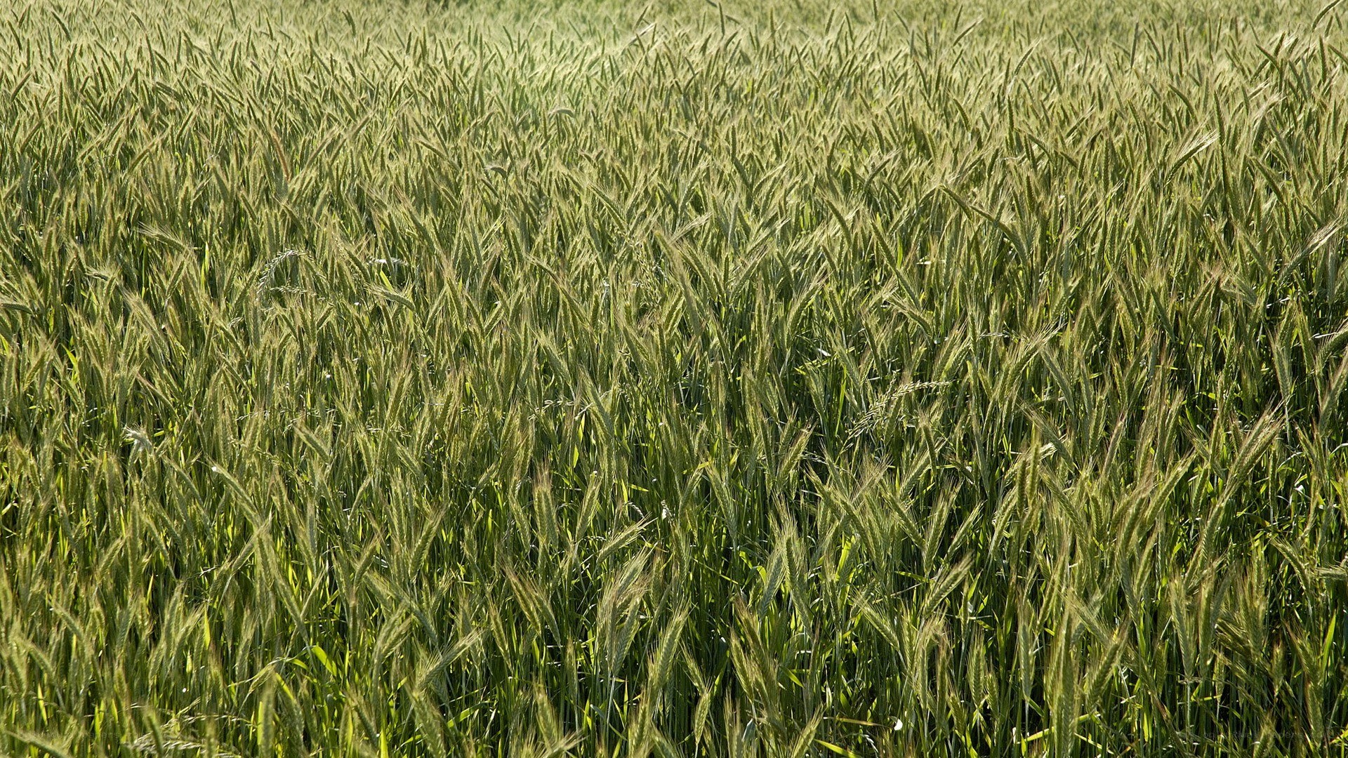 green wheat field