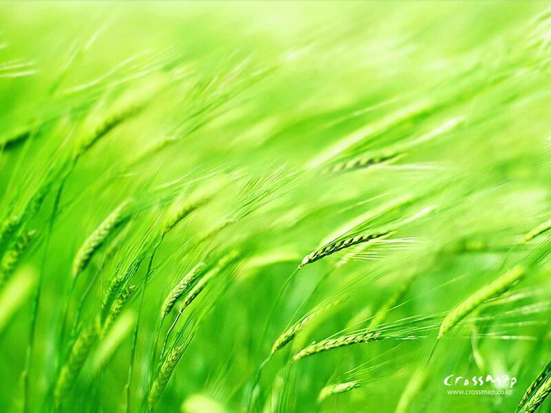 Green Wheat Field — Afternoon, Grass
