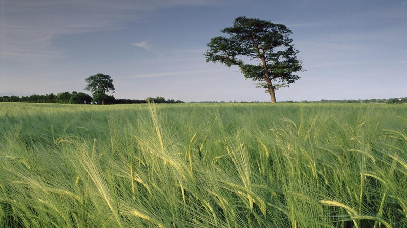 Green Wheat Field — Afternoon, Tree