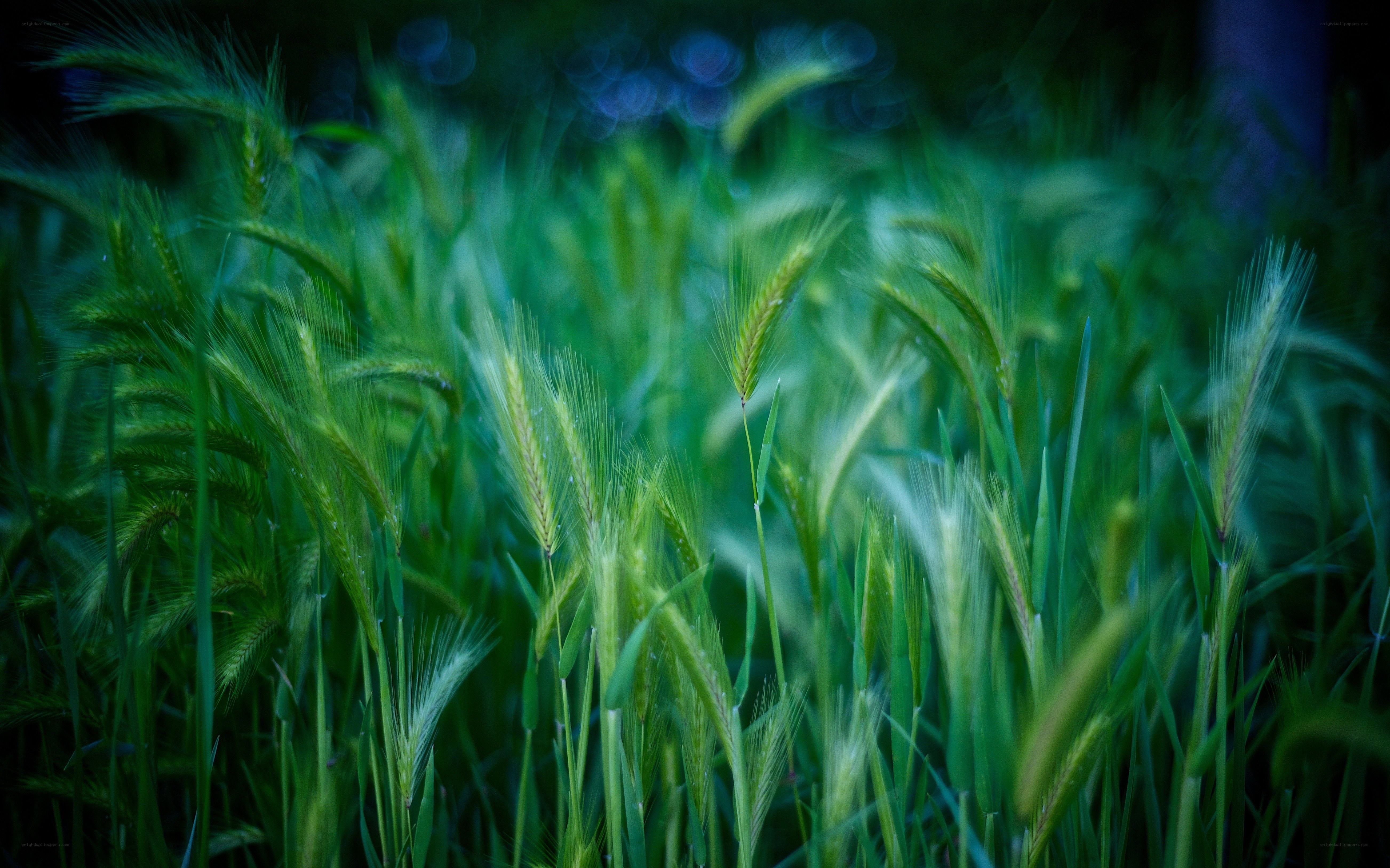 Green wheat field at dusk