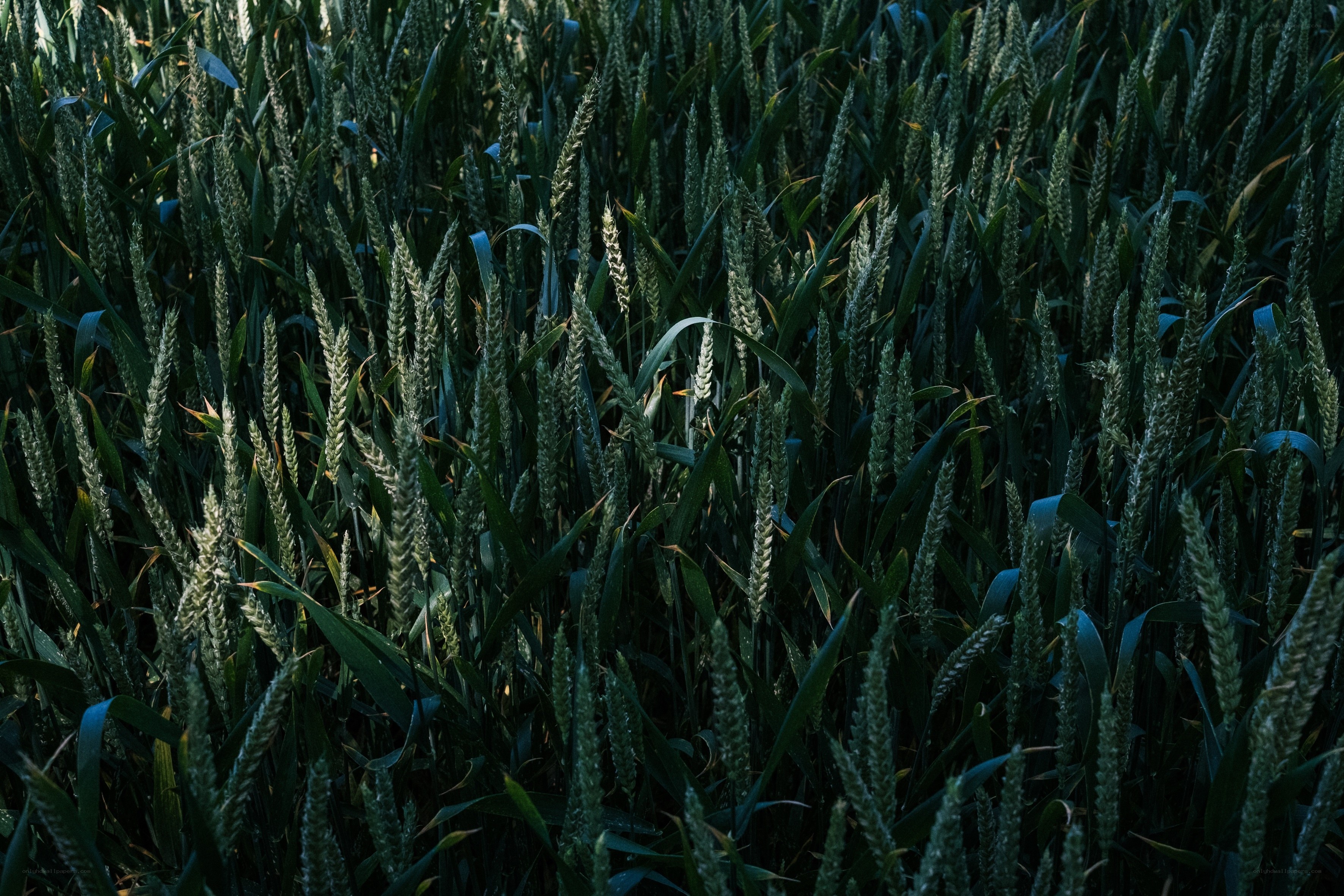 Green wheat field at dusk