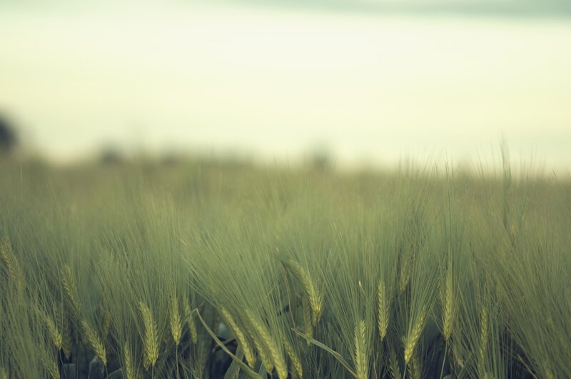 Green wheat field at dusk