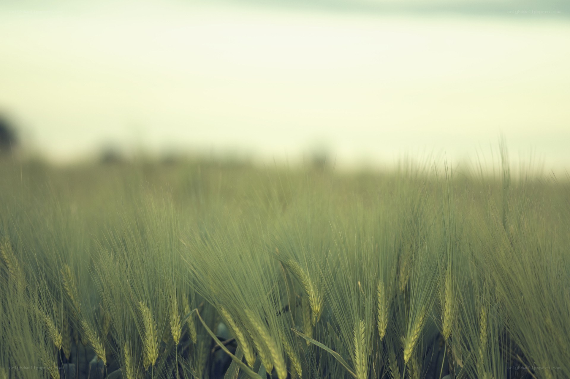 Green wheat field at dusk