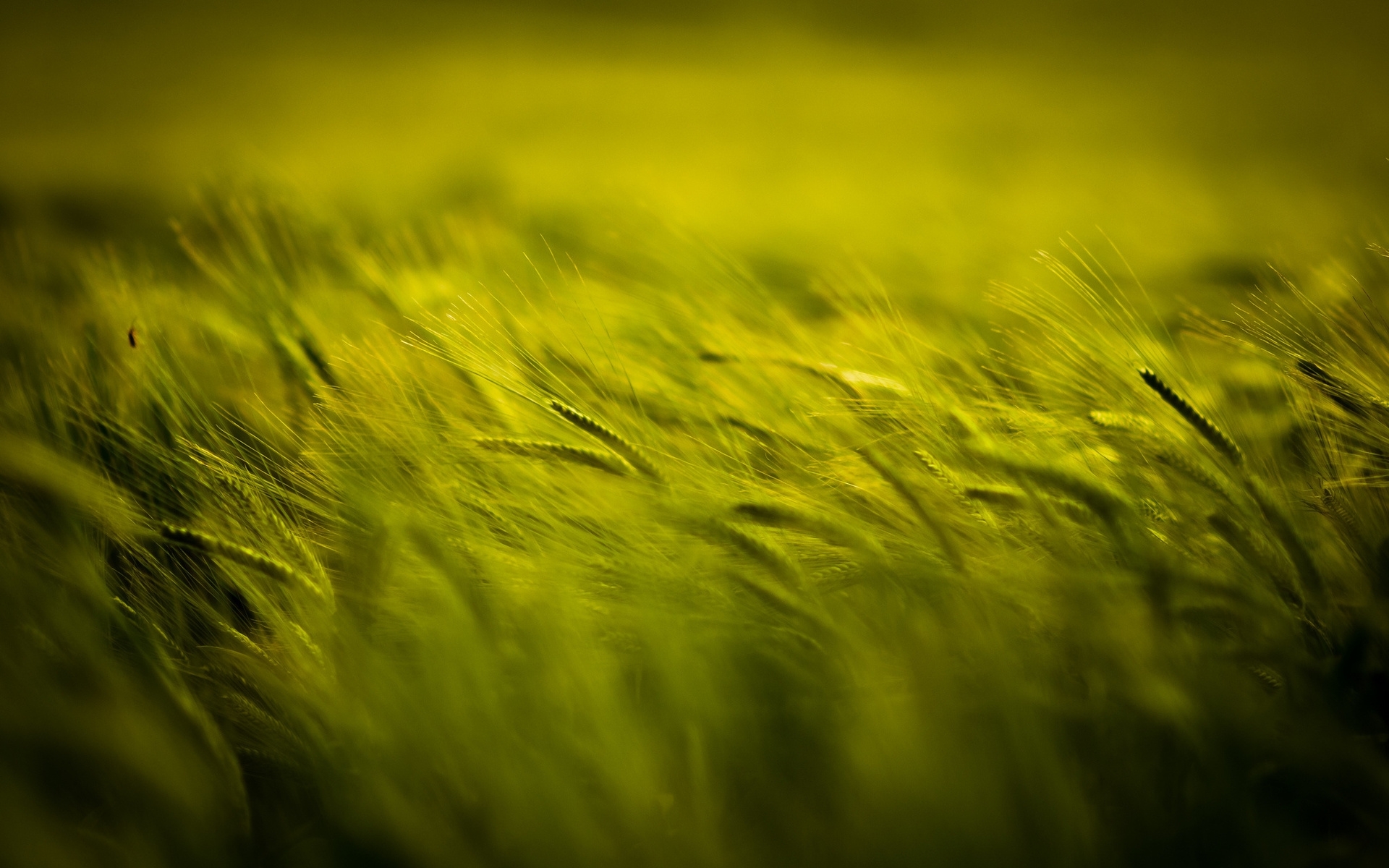 Green wheat field at dusk