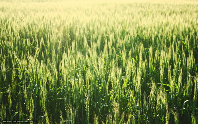 Green wheat field at sunrise