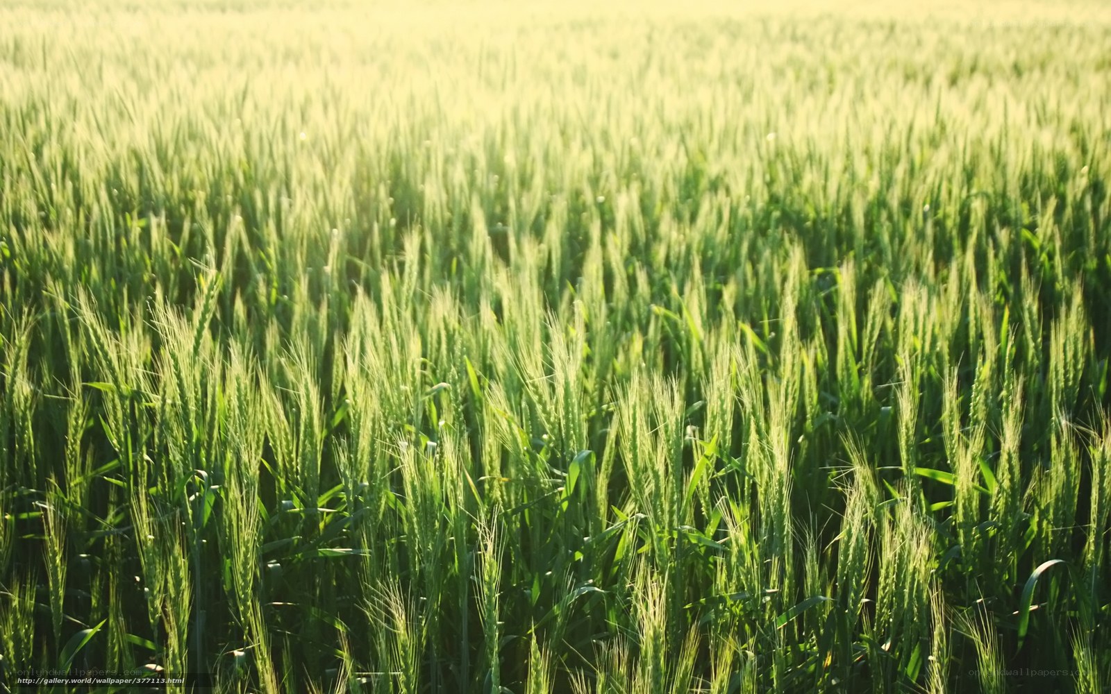 Green wheat field at sunrise