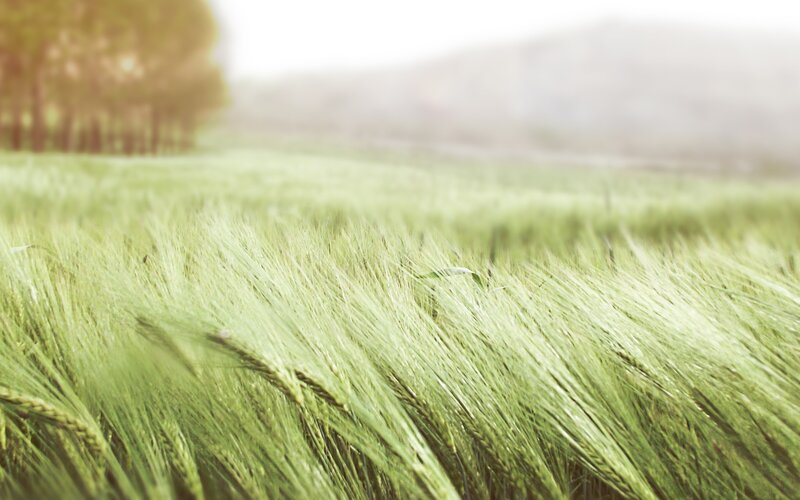 Green wheat field at sunrise