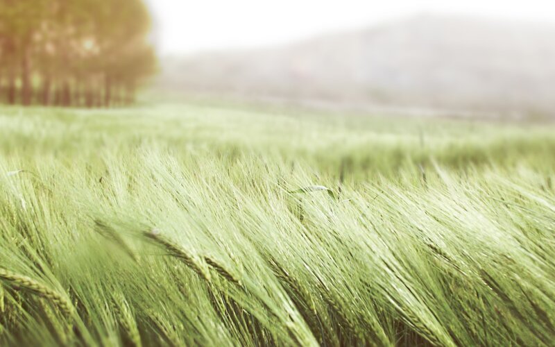 Green wheat field at sunrise