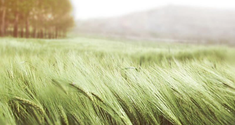 Green wheat field at sunrise
