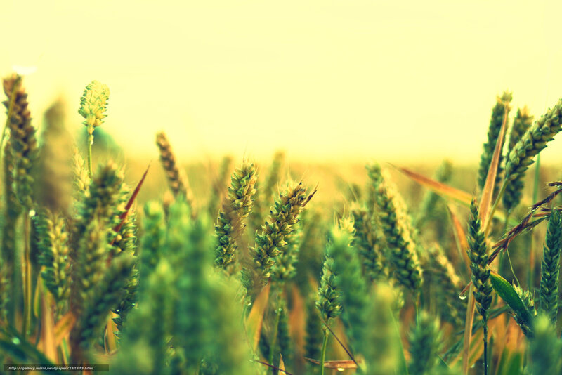 Green wheat field at sunrise