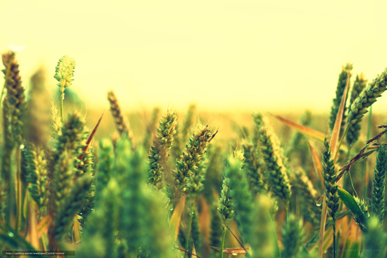 Green wheat field at sunrise