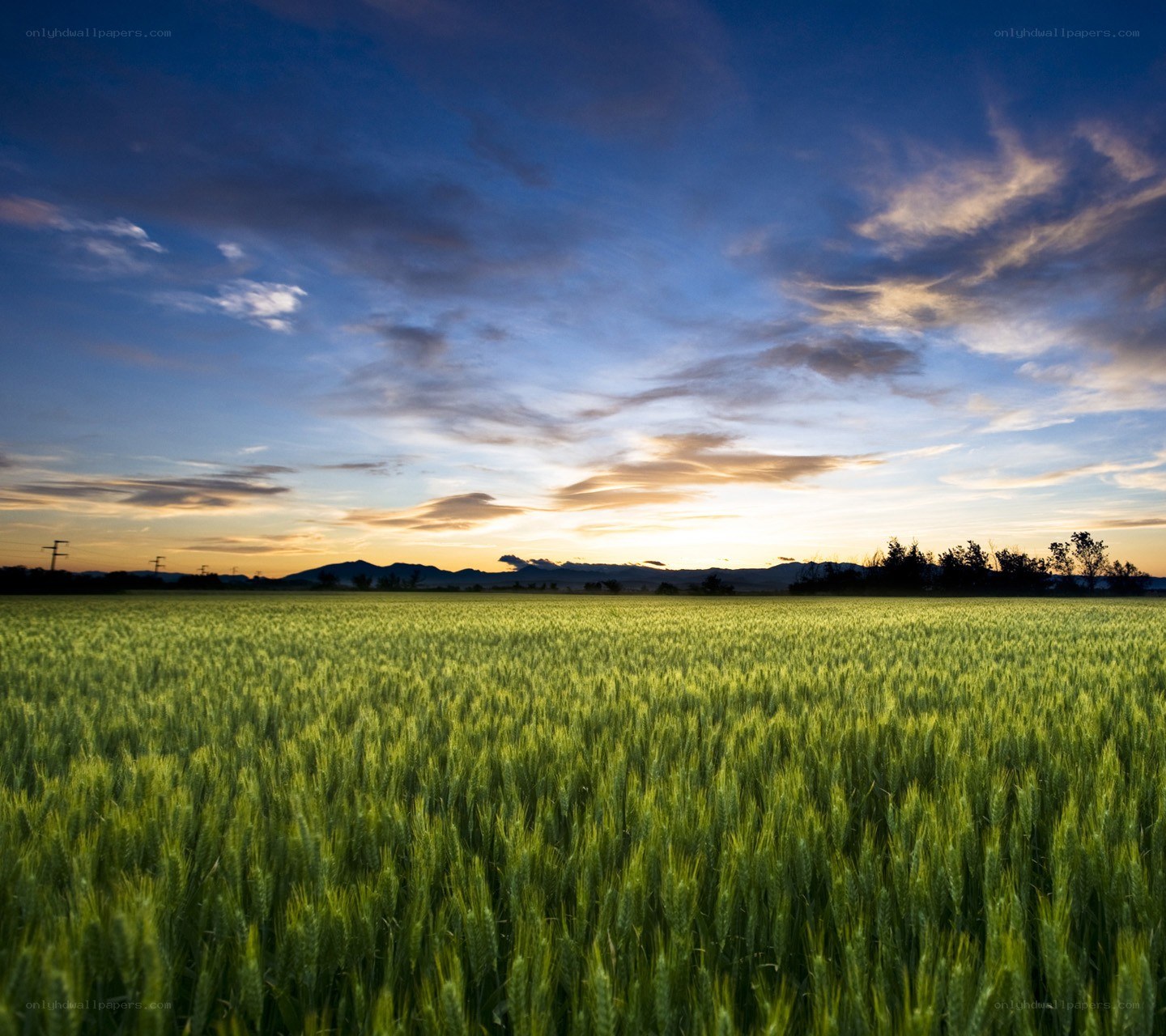 Green wheat field at sunset