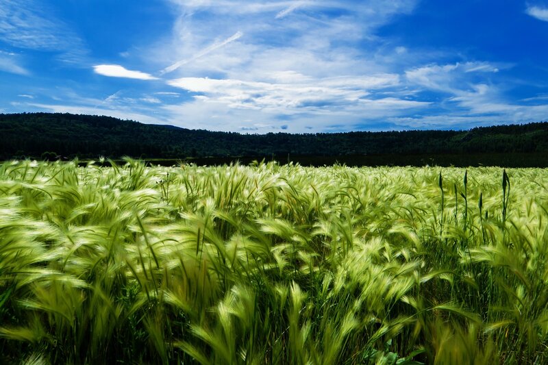Green Wheat Field — Blue, Serene, Afternoon, Photograph, Sky, Clouds, Hills